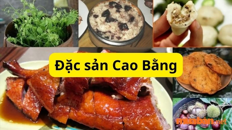 Các Phương tiện từ sân bay Nội bài đi Cao Bằng